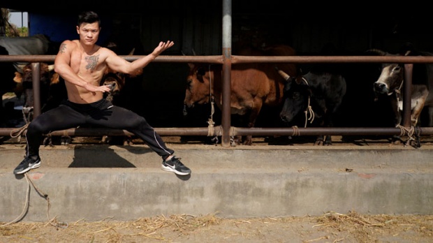sekolah latihan pertarungan lembu kung fu 2