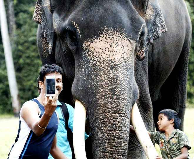 selfie dengan gajah