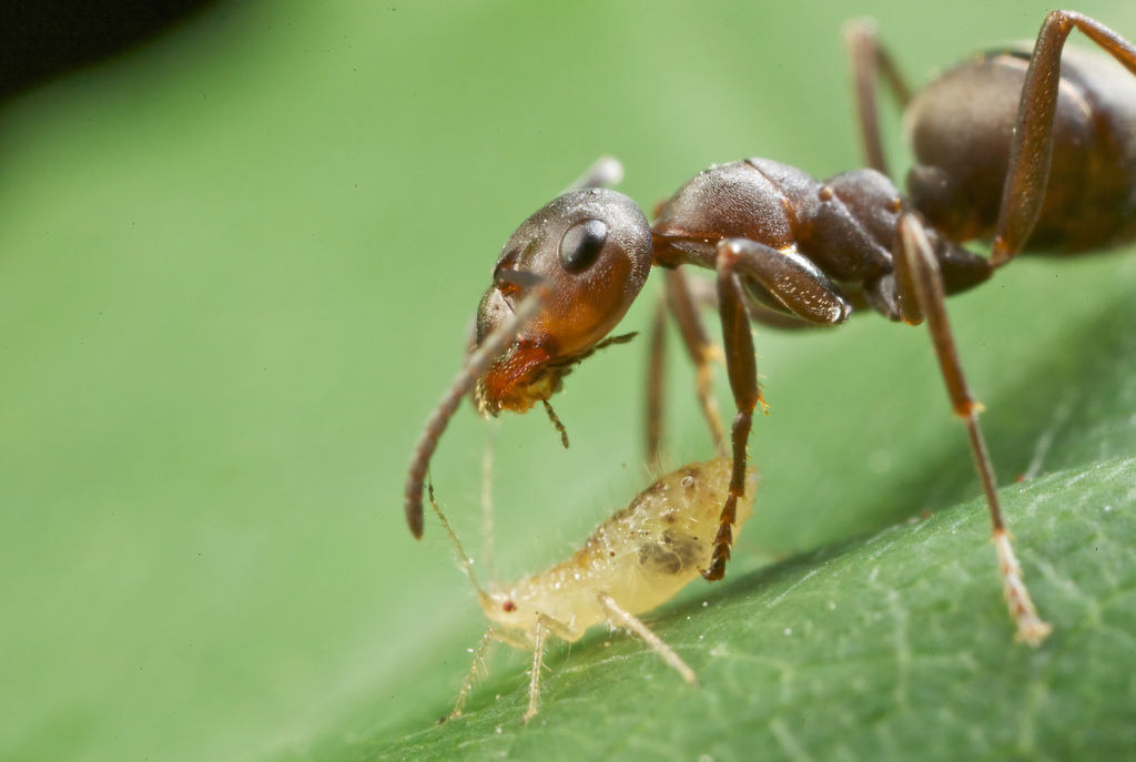 semut mempunyai kebolehan membela serangga lain 491