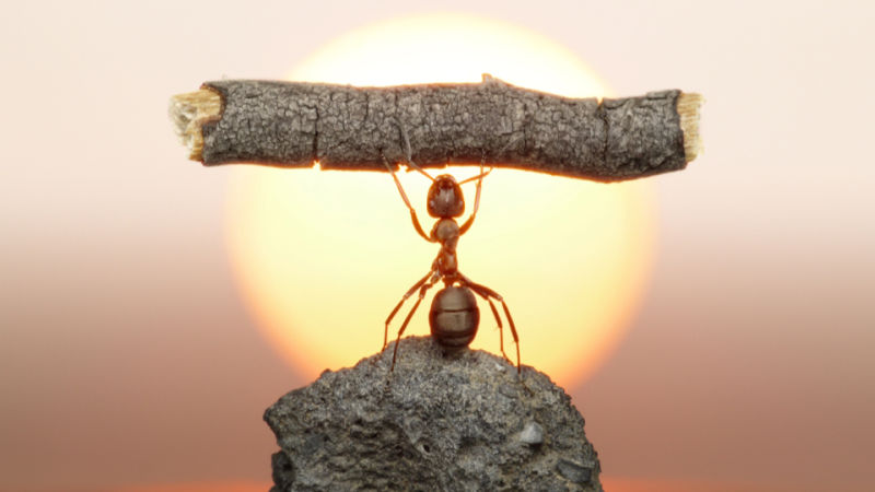 semut mempunyai kekuatan luar biasa