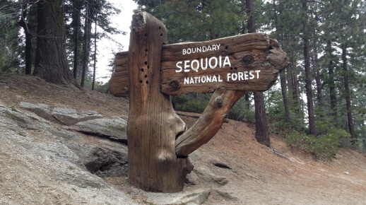 sequoia national forest