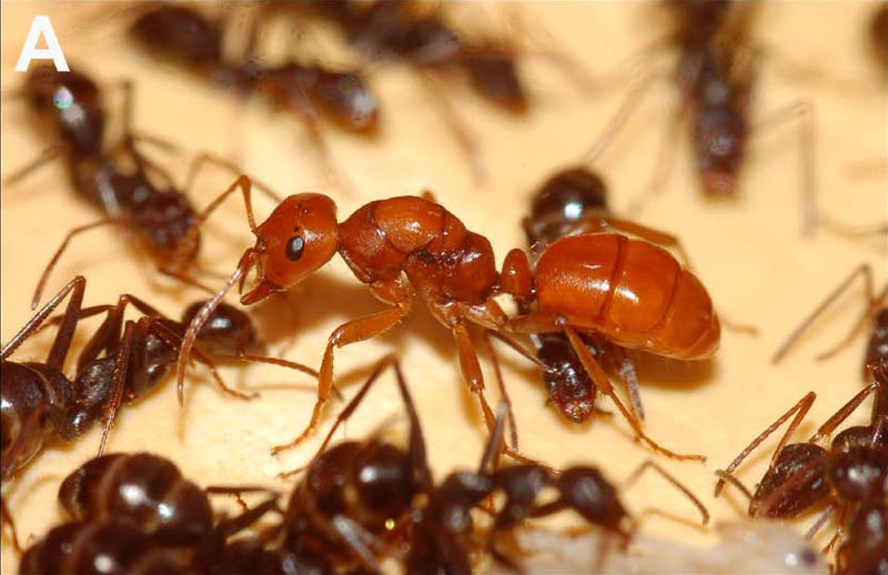 sesetengah semut memperhambakan semut lain polyergus lucidus 759