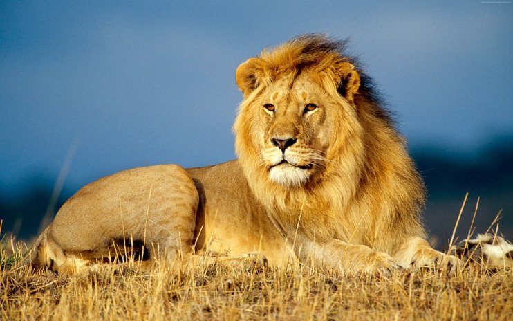 singa lebih hebat daripada harimau