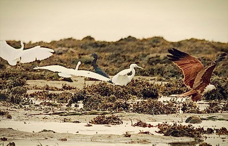 spesies burung banyak hidup di pulau semakau tapak pelupusan sampah
