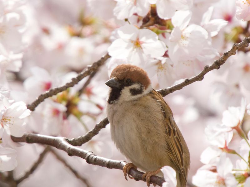 spesis burung yang semakin berkurang di fukushima