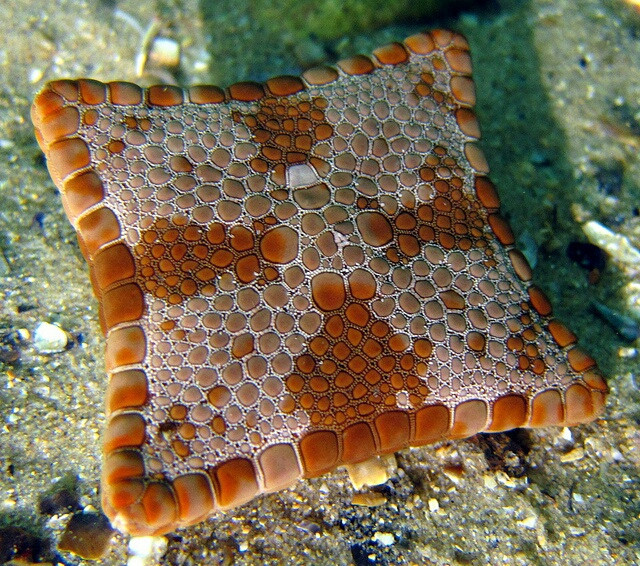 square biscuit starfish