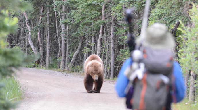 taman negara yellowstone amerika syarikat beruang grizzly