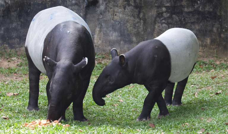 tapir malaya