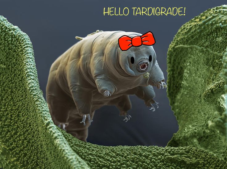 tardigrade makhluk spesies paling lasak dalam dunia