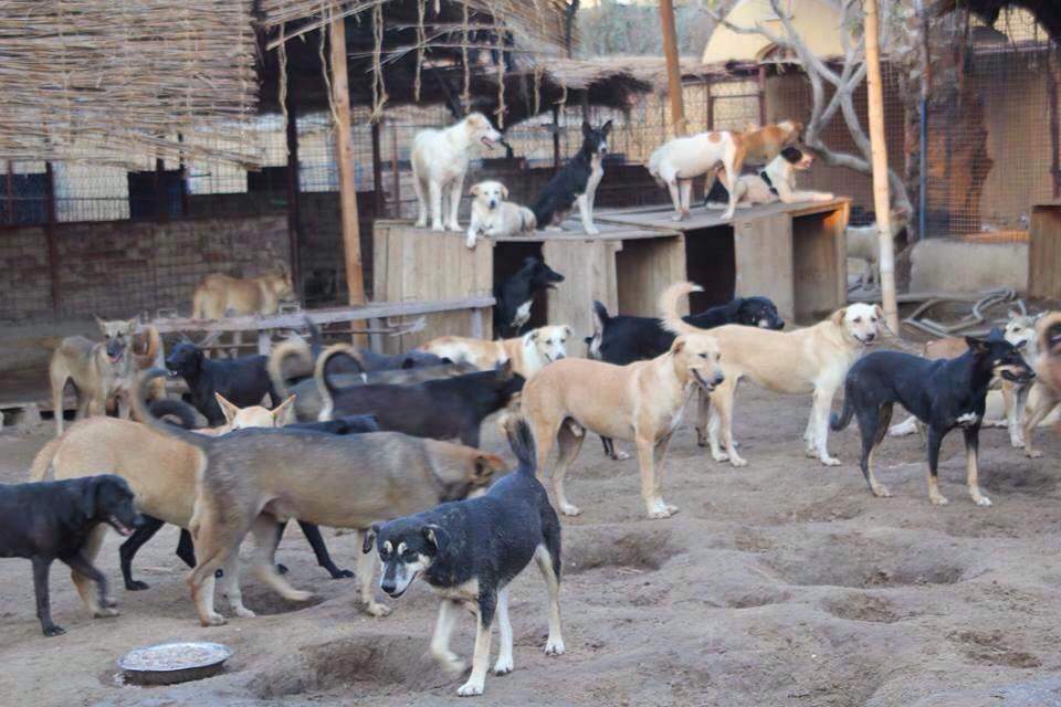 tempat lepak anjing di cairo