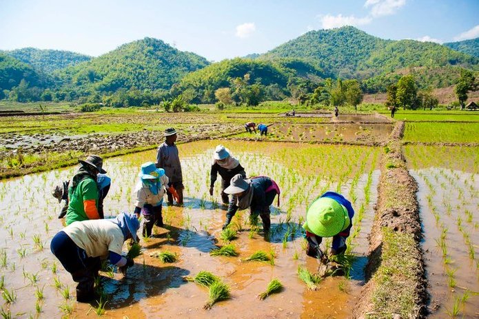 thailand 10 negara pengeluar beras terbesar di dunia