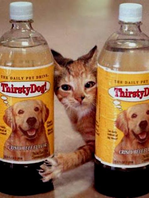 thirsty cat dan thirsty dog