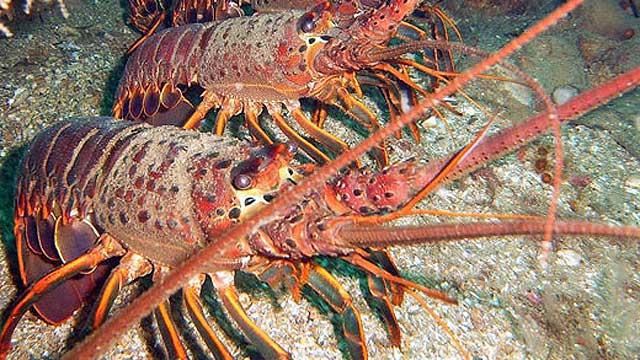 udang galah lobster war