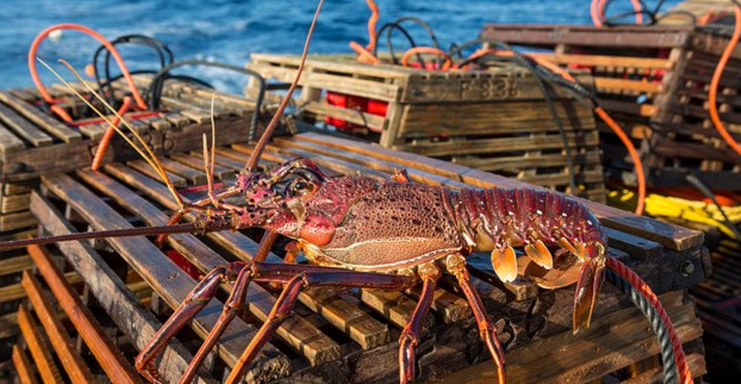 udang galah perang lobster