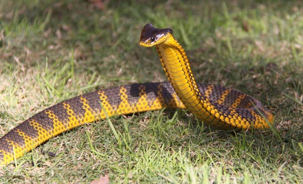 ular berbisa di australia