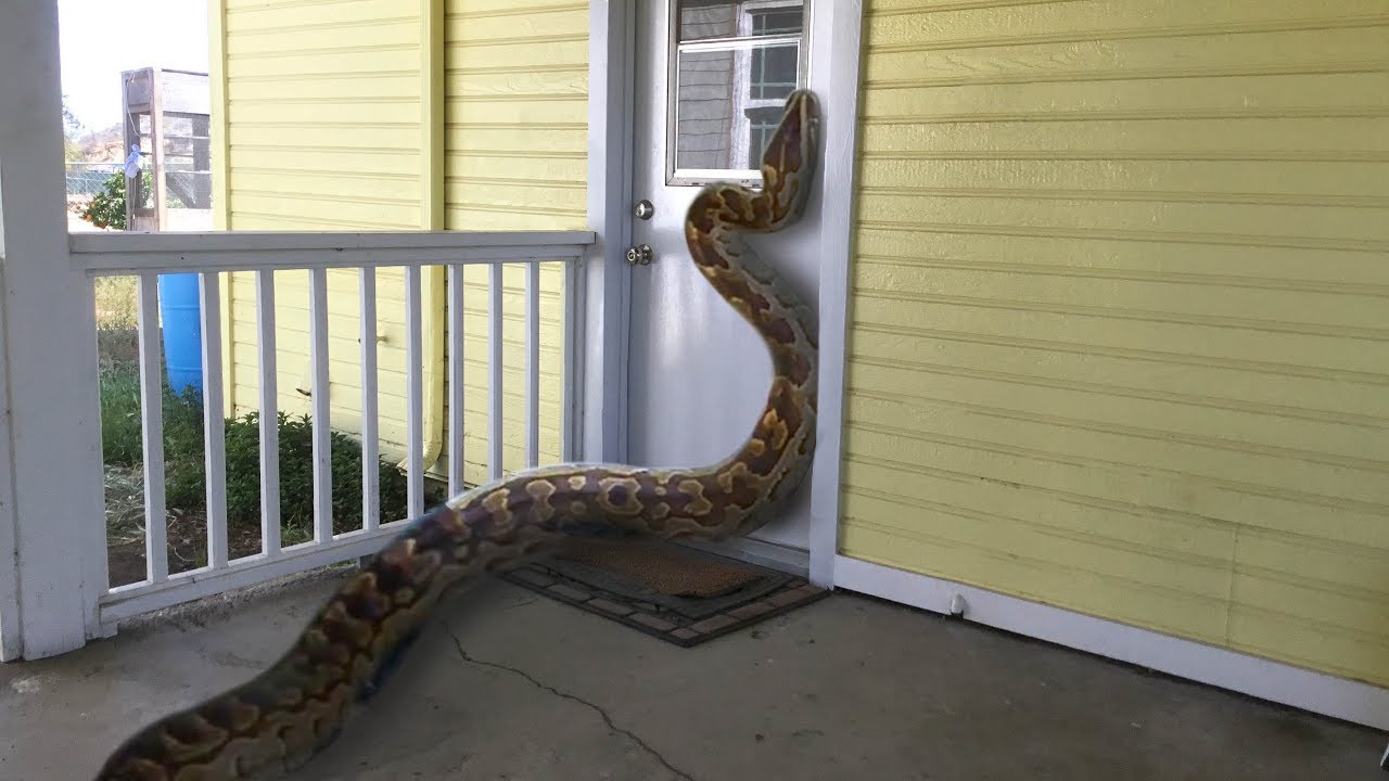 ular cuba masuk ke dalam rumah