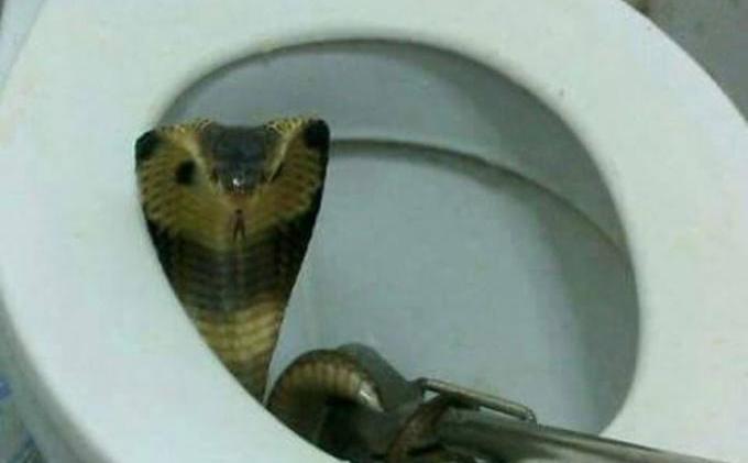 ular dalam tandas