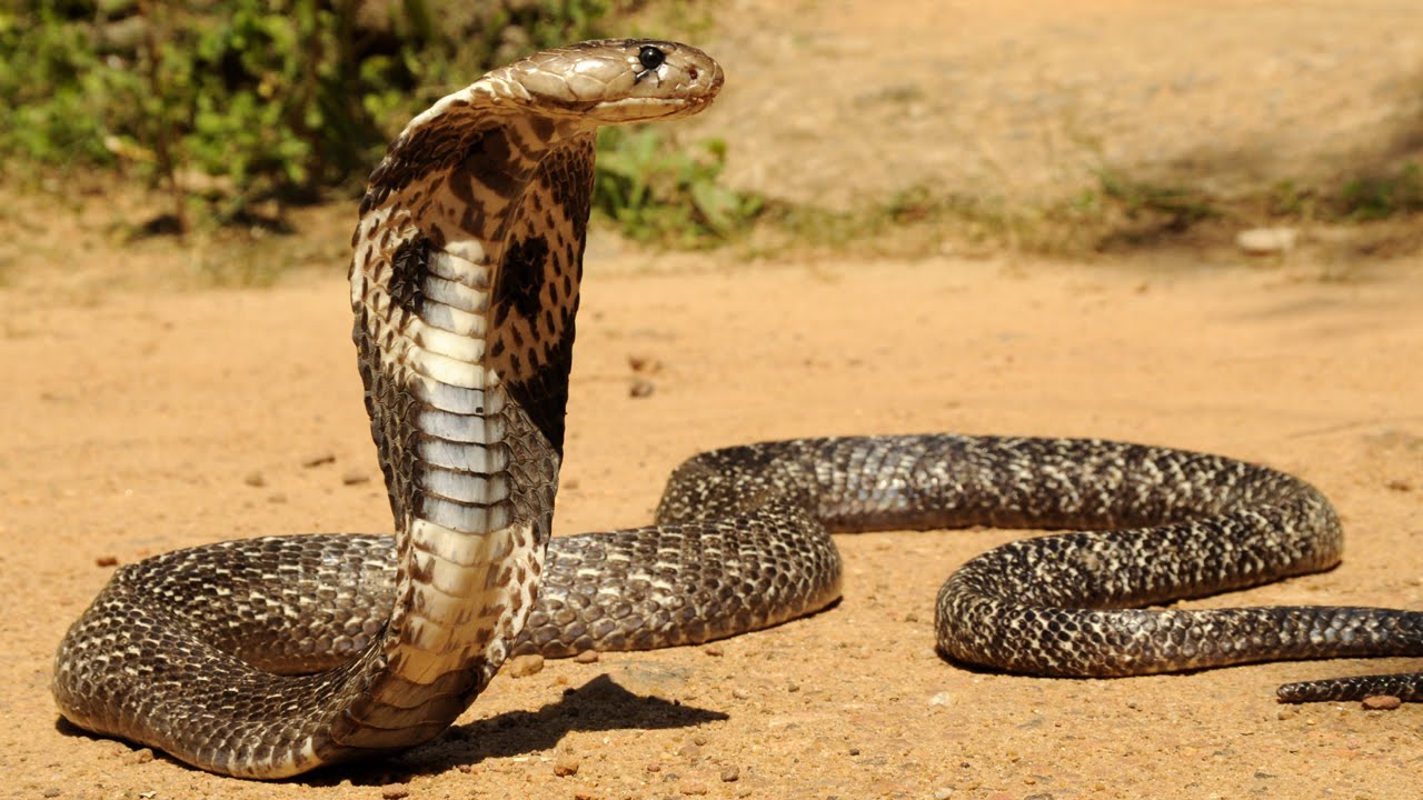 ular penyebab kematian