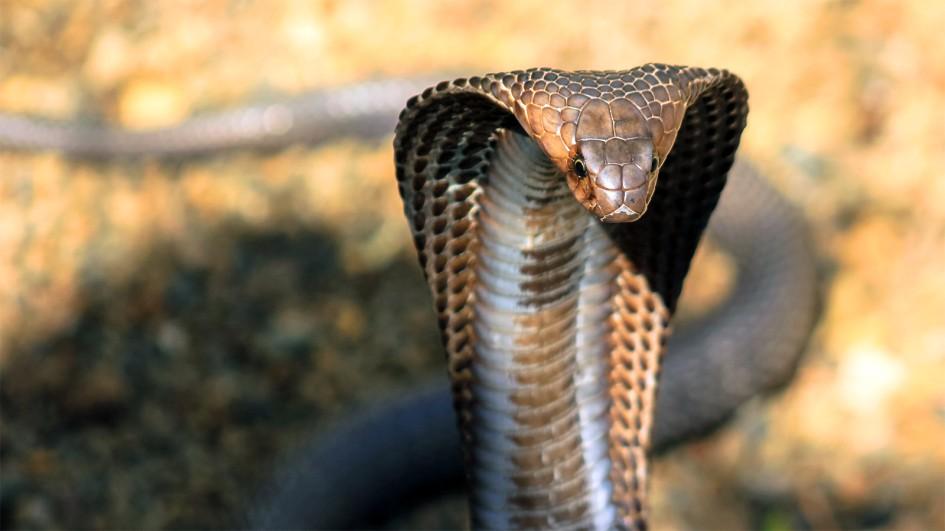 ular tedung selar bahaya