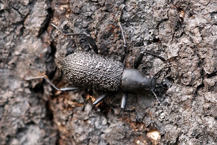 upis beetle kumbang upis tahan lasak hidup beku