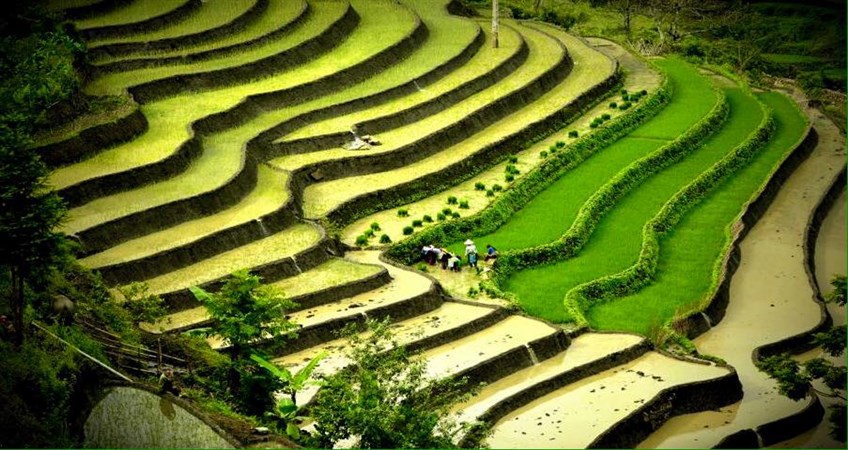 vietnam 10 negara pengeluar beras terbesar di dunia