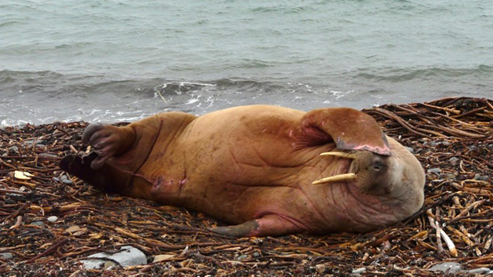 walrus 8 haiwan dengan tabiat tidur yang pelik dan unik