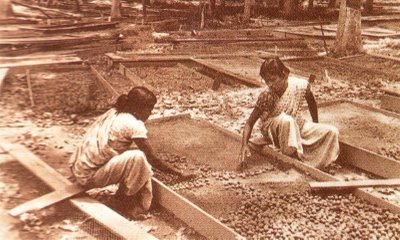 wanita india mengusahakan tanaman