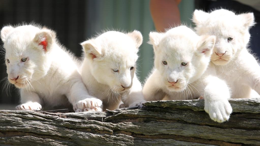 white lion cubs yang sangat comel