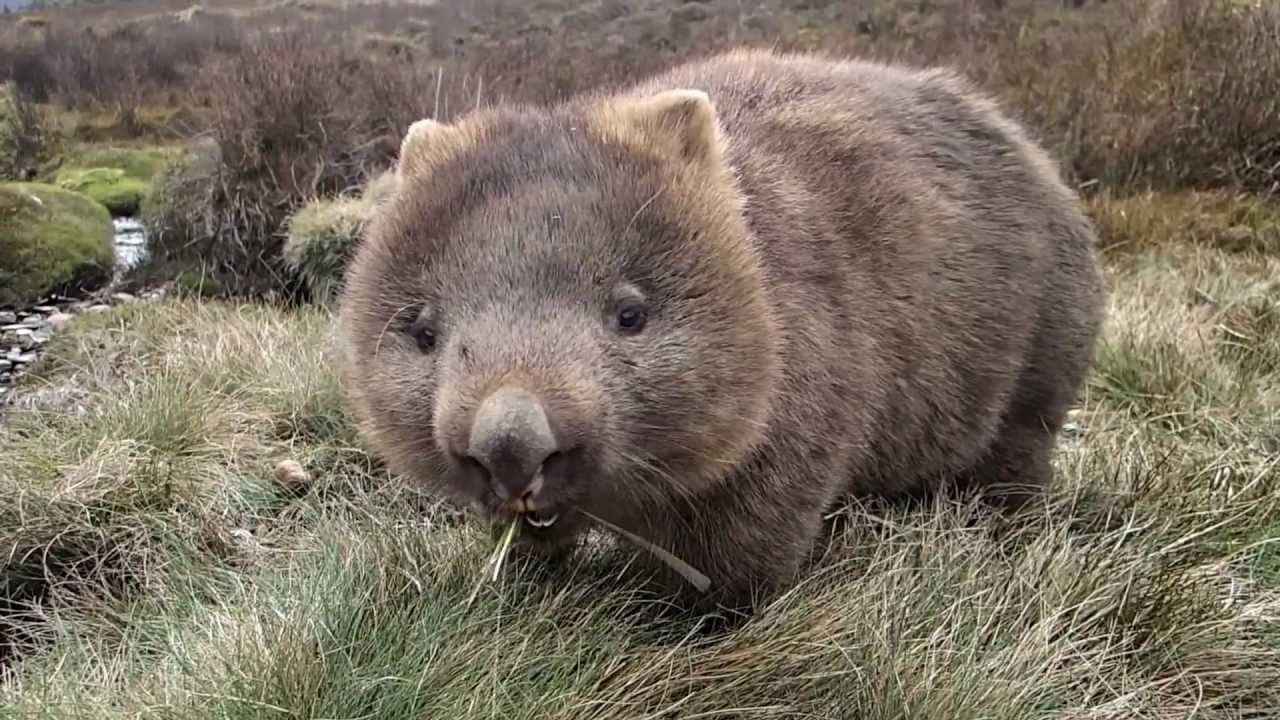 wombat hanya terdapat di australia