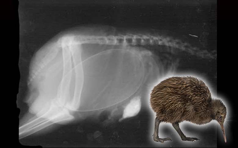 x ray burung kiwi