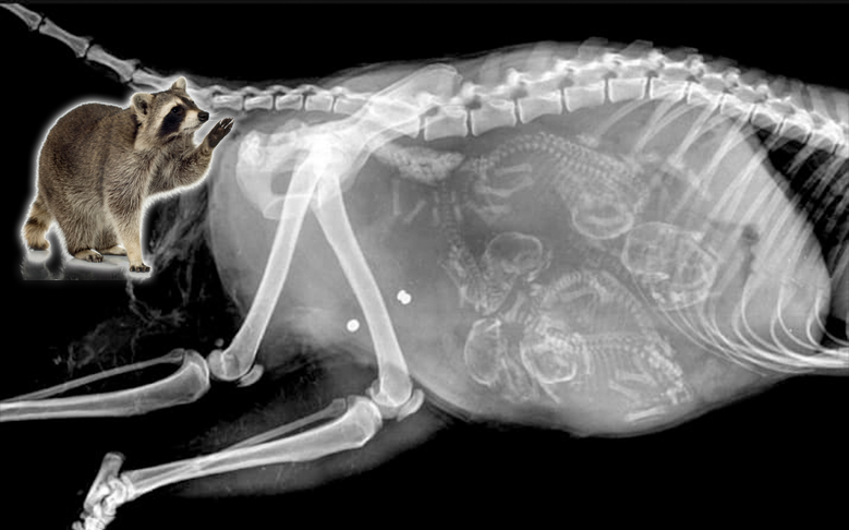 x ray racoon bunting