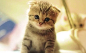 10 Baka Kucing Paling Cantik dan Comel dalam Dunia