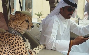 10 Perkara yang Ramai Tidak Tahu Mengenai Cheetah