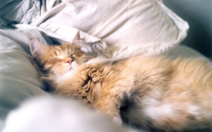 4 Sebab Mengapa Tidak Digalakkan Tidur Sekali Dengan Si Kucing