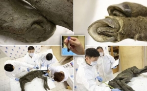 5 Fosil Haiwan Prasejarah Yang Ditemui di Siberia
