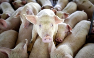 5 Kuman Parasit Dalam Daging Khinzir Penyebab Babi Diharamkan