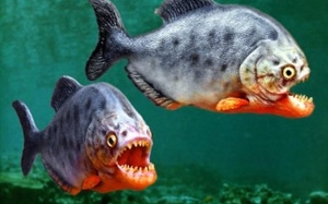 7 Spesis Ikan Paling Berbahaya Di Dunia