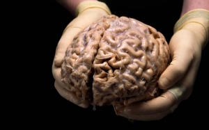 Al-Quran dan Anatomi Otak