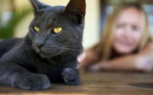 Berita Gembira Untuk Penggemar Kucing Mengenai Salah Sangka Kita Terhadap Kucing 
