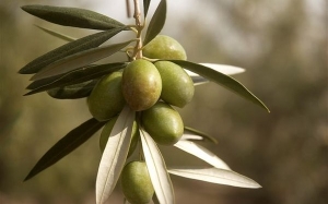 Fakta Yang Ramai Tertipu Mengenai Minyak Zaitun (Olive Oil)