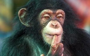 Kebolehan berfikir Cimpanzi setaraf kanak-kanak berusia 4 tahun