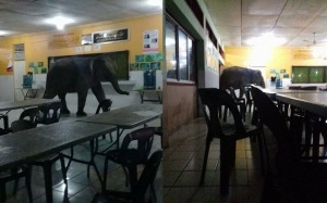 Gajah Sesat Berkeliaran Cari Makanan di Kantin SMK Telupid, Sabah