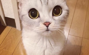 Hana, Kucing yang Paling Popular di Instagram Setakat Ini