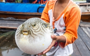 Ikan Buntal Fugu Harimau : Antara Makanan Beracun Termahal di Jepun