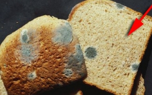 Jangan Sesekali Makan Bahagian 'Bersih' Pada Roti Yang Berkulat