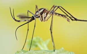 Kenali Nyamuk Gajah (Toxorhynchites), Nyamuk Pembunuh Nyamuk Aedes Untuk Kawalan Penyakit Denggi