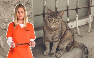 Penjara Ini Gunakan Kucing Untuk Pulihkan Banduan
