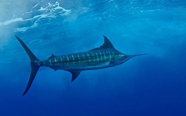 Ikan Paling Besar Di Dunia 5 Haiwan Laut Paling Laju Di Dunia Iluminasi
