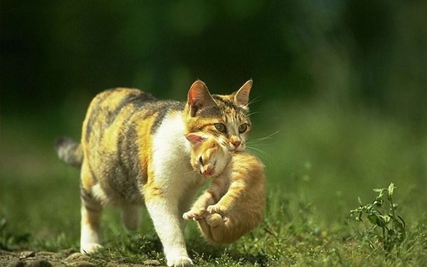 5 Sebab Mengapa Ibu Kucing Kadangkala Membunuh Anaknya Sendiri 