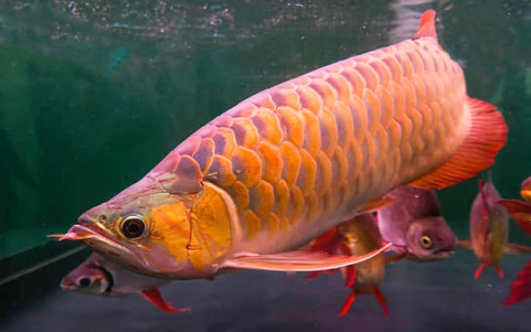 6 Spesis Ikan  Tropika Paling Mahal  Di Dunia Iluminasi